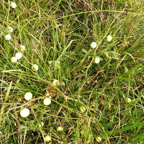 Solanum viarum Ffrwyth