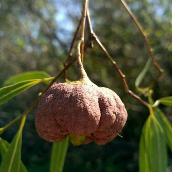 Nectandra angustifolia Fruit