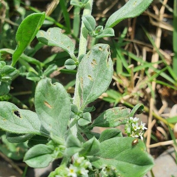 Heliotropium supinum Leaf