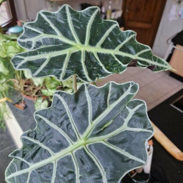 Alocasia sanderiana Fulla