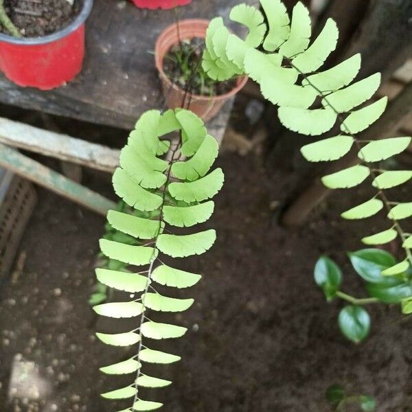 Adiantum philippense Leaf