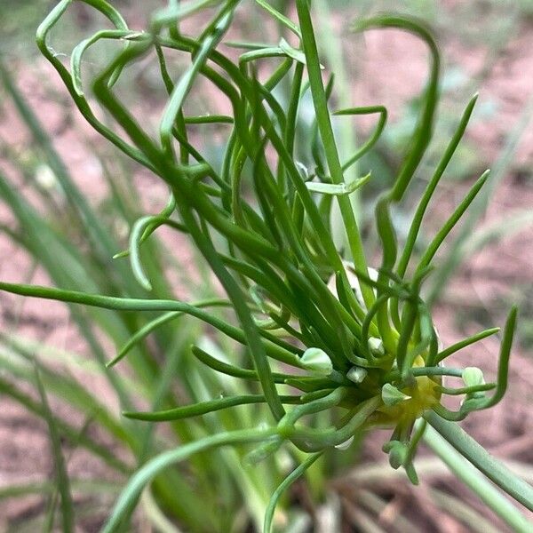 Allium vineale Blomst