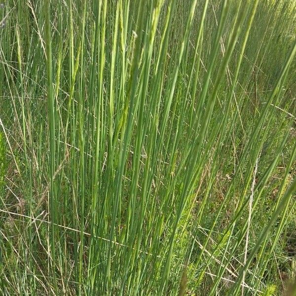 Brachypodium phoenicoides Ліст