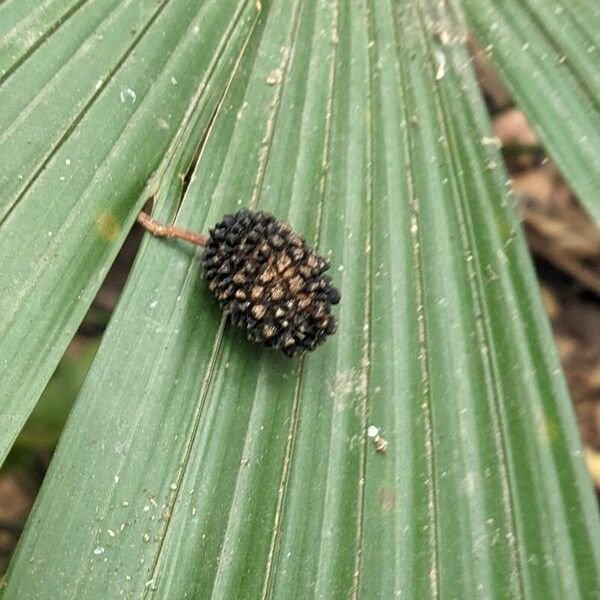 Guazuma ulmifolia Fruit