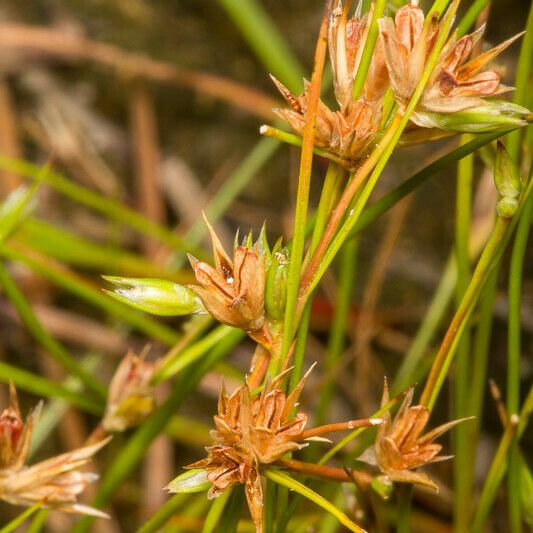 Juncus bufonius Fruto