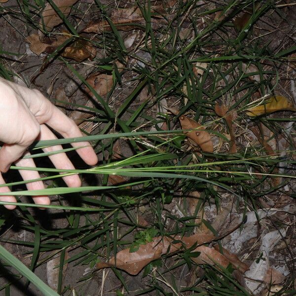 Bothriochloa bladhii Habit