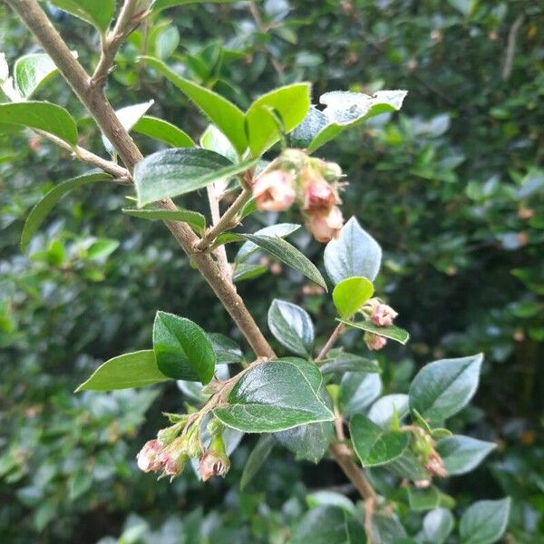 Cotoneaster simonsii Лист