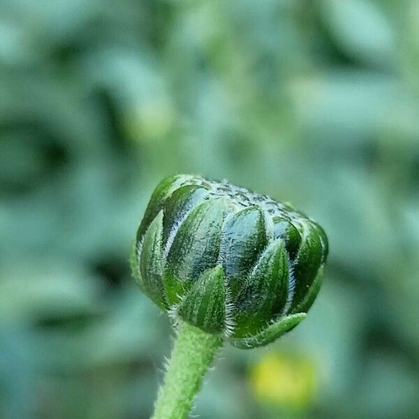 Helianthus pauciflorus Flower