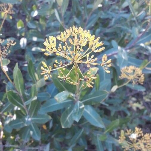 Bupleurum fruticosum Fruit