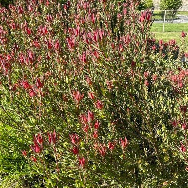 Leucadendron salignum Habitat