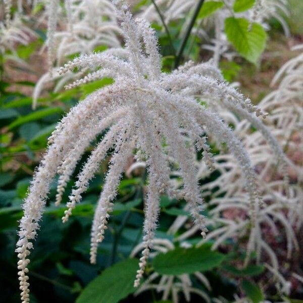 Aruncus dioicus Blüte