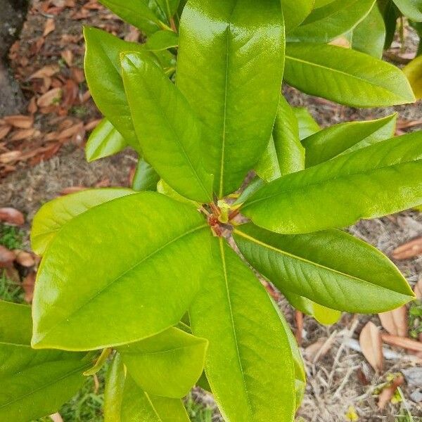 Magnolia grandiflora Feuille