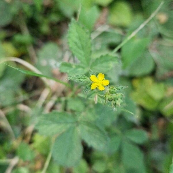 Potentilla norvegica Flower