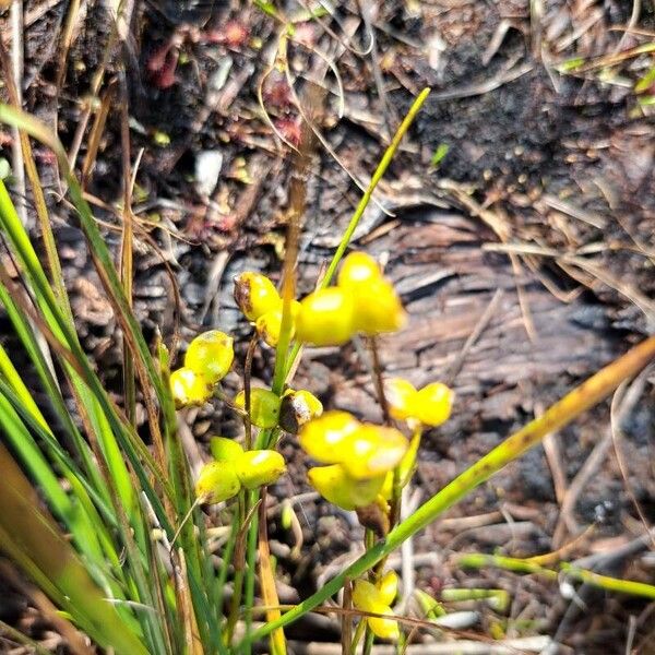 Scheuchzeria palustris Froito