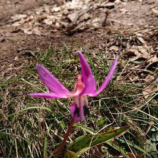 Erythronium dens-canis Blomma