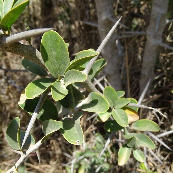 Ximenia americana Leaf