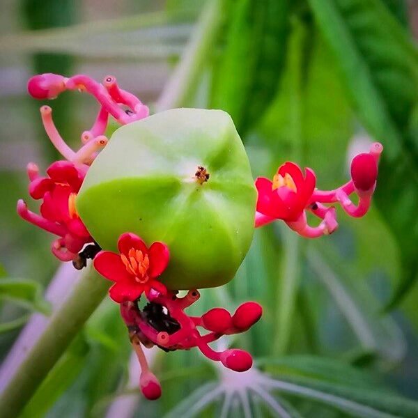 Jatropha multifida Flors