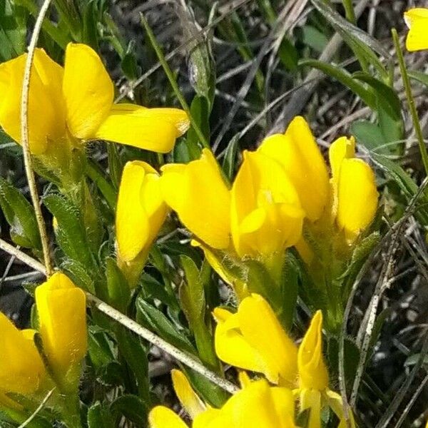 Spartium junceum Flower