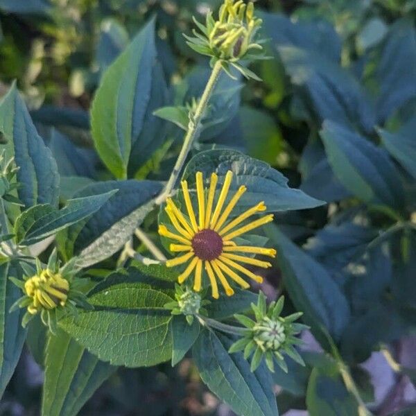 Rudbeckia subtomentosa ফুল