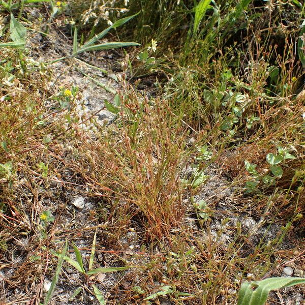 Juncus bufonius Habitus