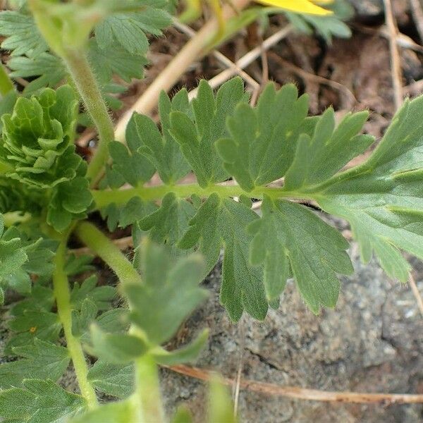 Geum reptans Folha