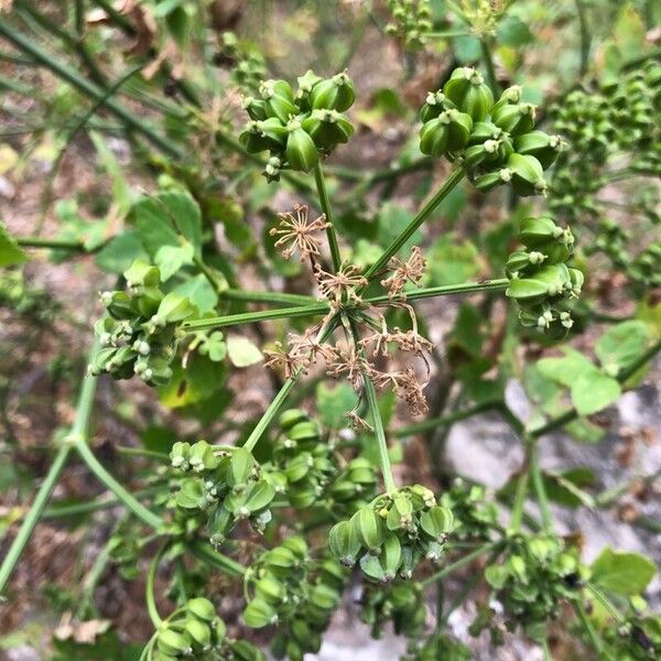 Smyrnium olusatrum Leaf