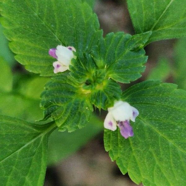 Galeopsis bifida Blüte