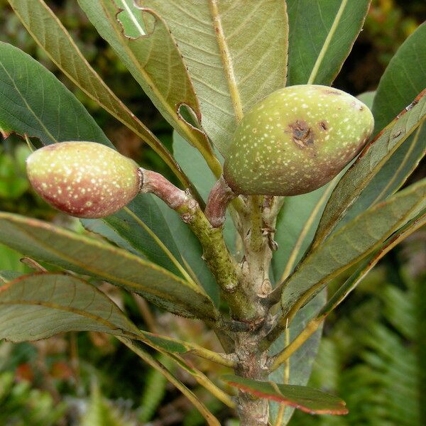 Elaeocarpus gordonii Fruit