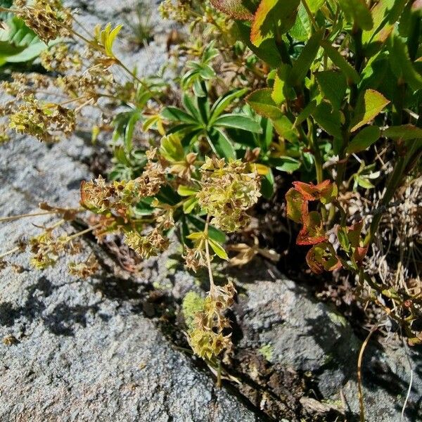 Alchemilla alpina Blomst