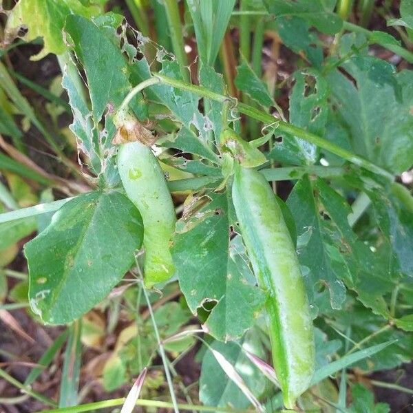 Lathyrus oleraceus ᱡᱚ