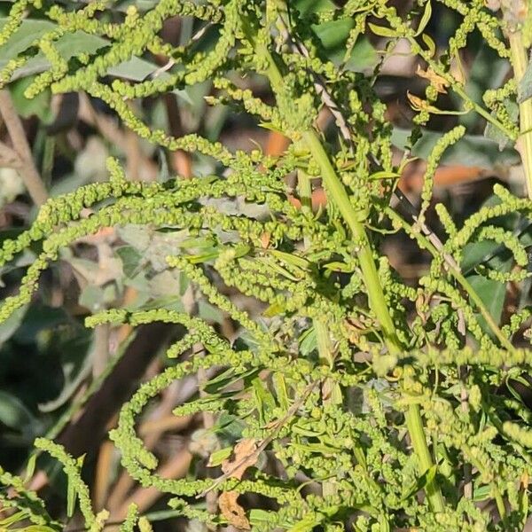 Amaranthus palmeri ഇല