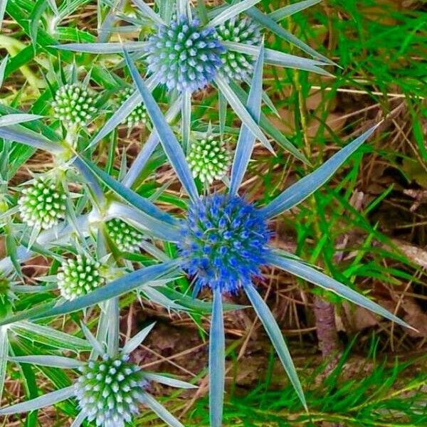 Eryngium bourgatii Flower