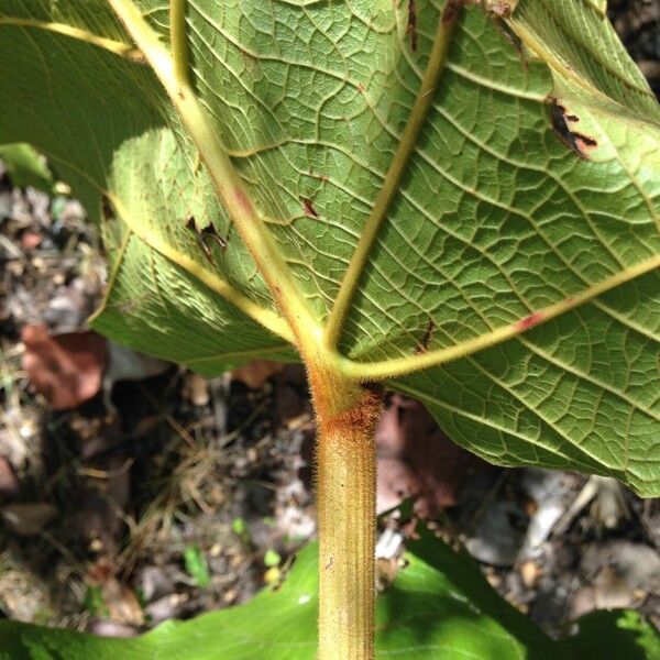 Coccoloba pubescens Blad