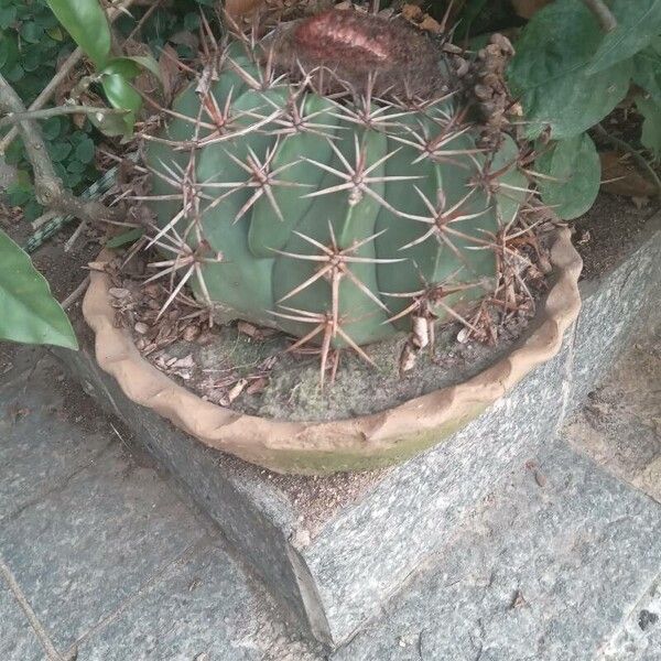 Melocactus matanzanus Meyve