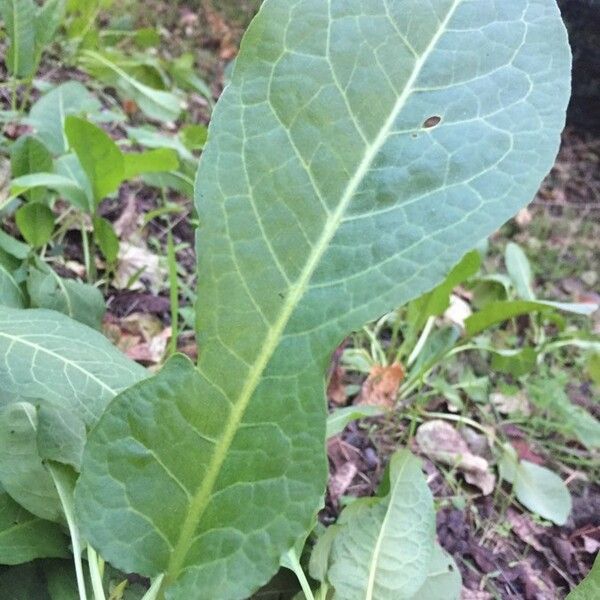 Rumex pulcher Лист