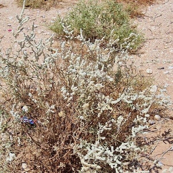 Aerva javanica Habit