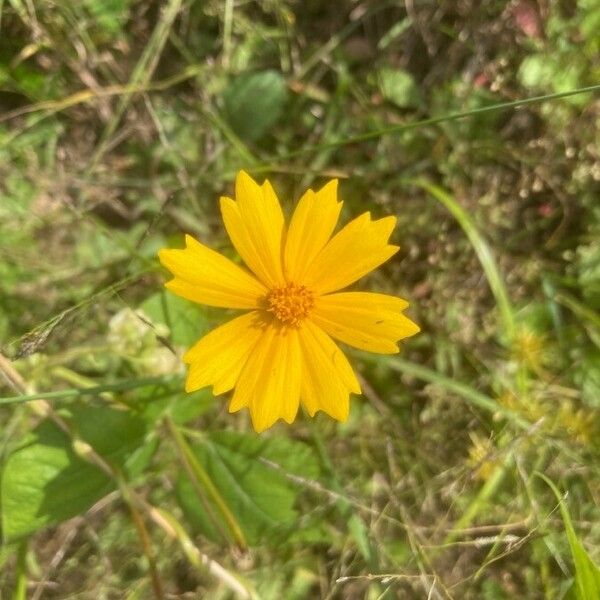 Coreopsis auriculata Flower