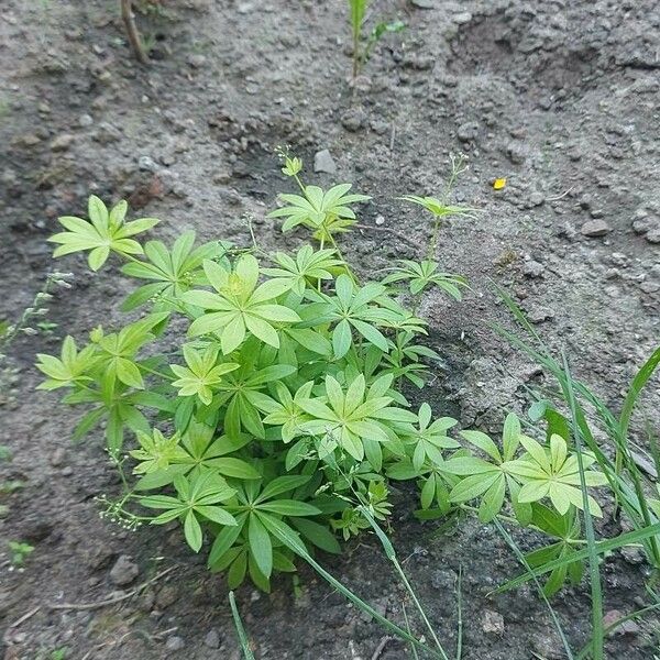 Galium triflorum Ліст