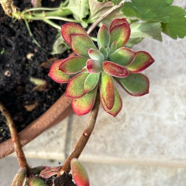 Echeveria pulvinata برگ