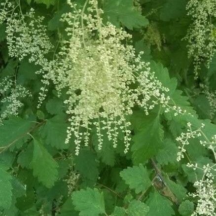 Holodiscus discolor Flower