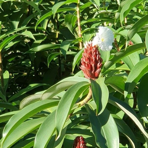 Hellenia speciosa Blodyn