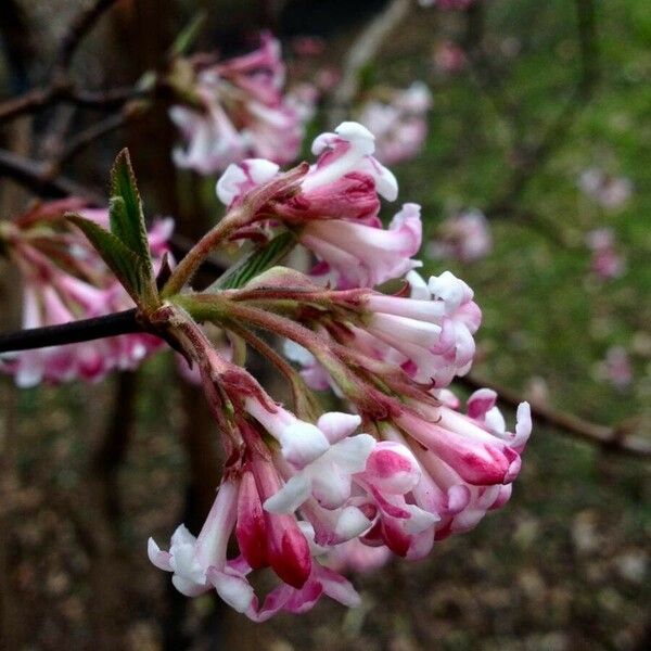 Viburnum farreri Flor