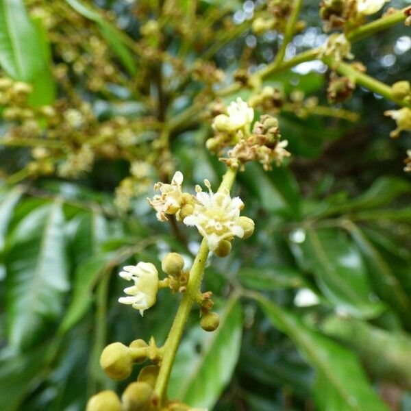 Dimocarpus longan Flower