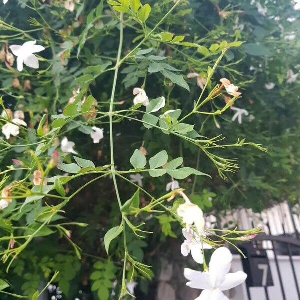 Jasminum officinale Cvet