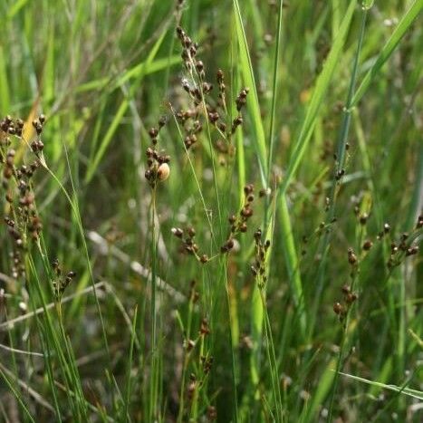 Juncus gerardi Fruit