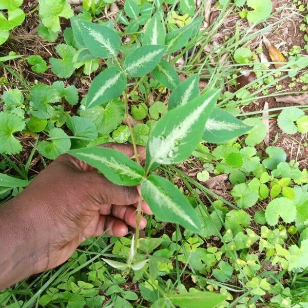 Desmodium uncinatum Лист