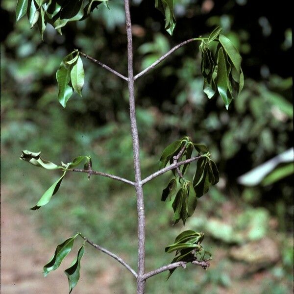 Symphonia globulifera Escorça