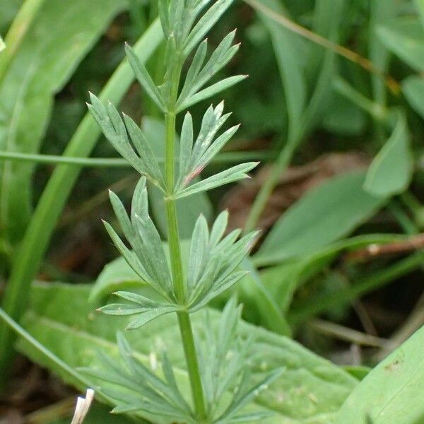 Carum carvi Habit