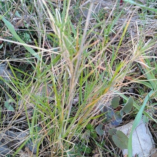 Brachypodium retusum Лист