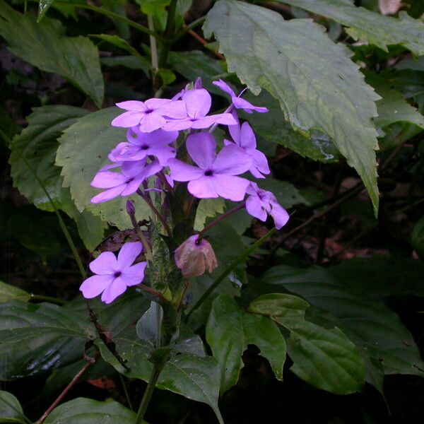 Eranthemum purpurascens Habit